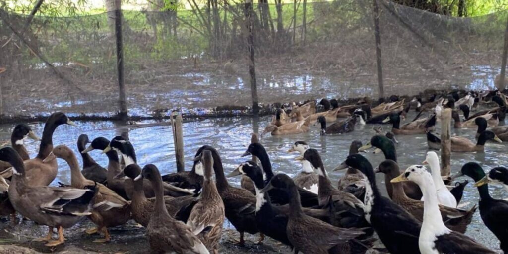 AKOTA JUBO UNNAYAN SANGSTHA